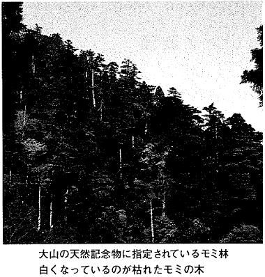 大山の天然記念物に指定されているモミ林の写真　白くなっているのが枯れたモミの木