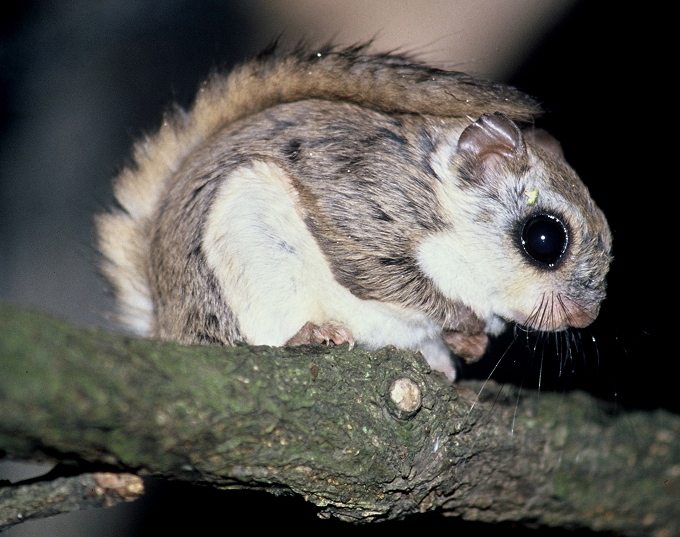 Photo:Flying squirrels are among the mammals estimated to be most highly impacted by ironwork (Photo by Hisashi Yanagawa)