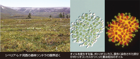 写真3点　左：シベリア・レナ河西の森林ツンドラの限界近く　中央・右：オイルを産生する藻、ボトリオコッカス。黄色く染色された部分がボトリオコッカスがつくった重油相当のオイル