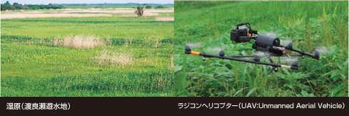 写真2点　左：湿原（渡良瀬遊水地）、写真右：ラジコンヘリコプター（UAV：Unmanned Aerial Vehicle）