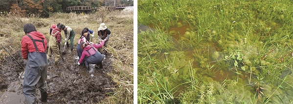 (左)千葉県印旛沼流域で実施している耕作放棄田を湿地化する作業の写真。(右)湿地化した場所に多様な水生植物が生育している写真。
