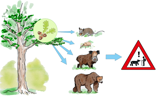 どんぐりに食料を依存しているクマ・イノシシ・ネズミなどの動物とドングリの木の画像