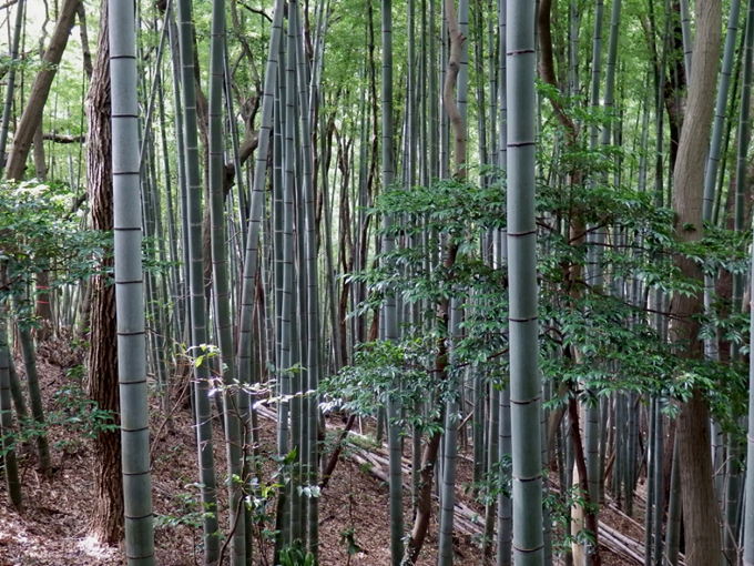 里山の雑木林に侵入していく竹林（神奈川県逗子市）の写真
