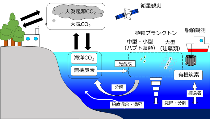 大気から海洋へ溶け込んだCO2のゆくえを表した図