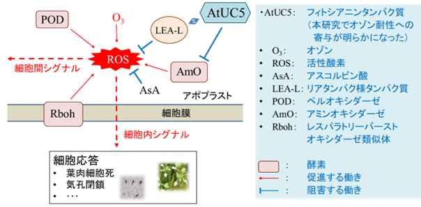 植物のオゾン応答におけるAtUC5の作用についての仮説の図